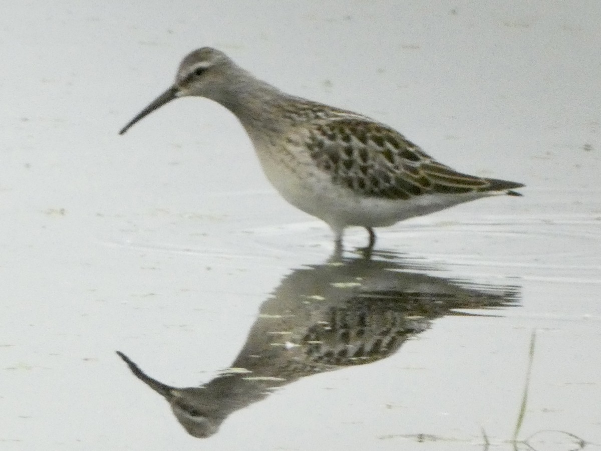 Stilt Sandpiper - ML473516021