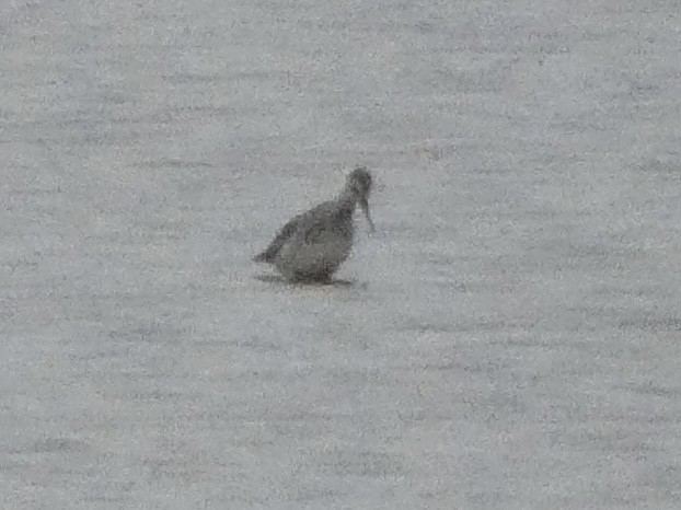 Red-necked Phalarope - ML473516071