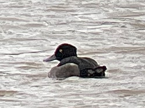 Tufted Duck - ML473516721