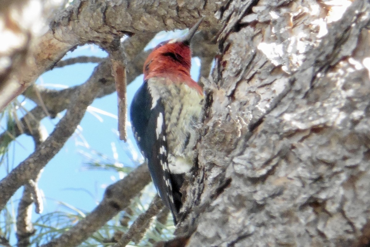 Red-breasted Sapsucker (ruber) - Art Hudak