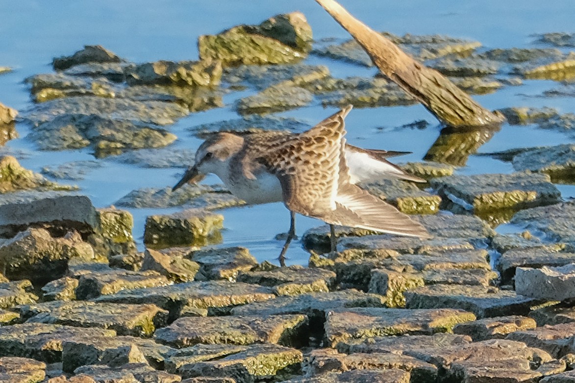 Semipalmated Sandpiper - ML473516801