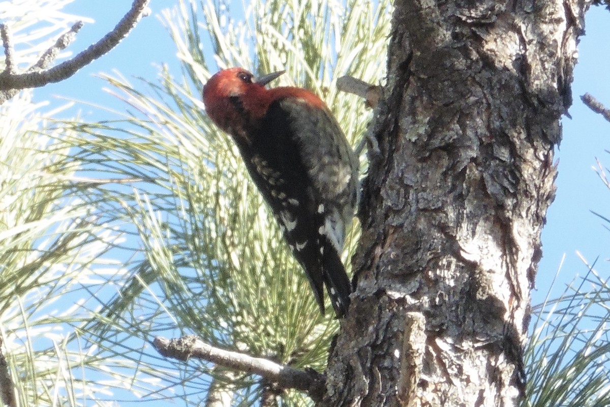 Red-breasted Sapsucker (ruber) - Art Hudak