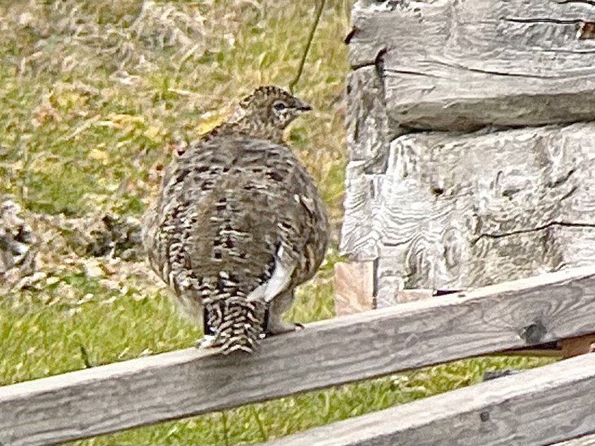 Rock Ptarmigan - ML473517281