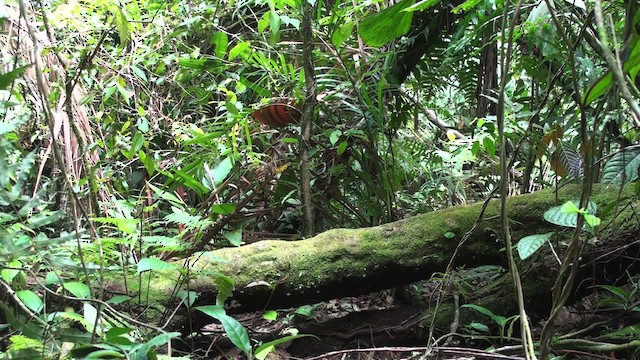 White-ruffed Manakin - ML473518