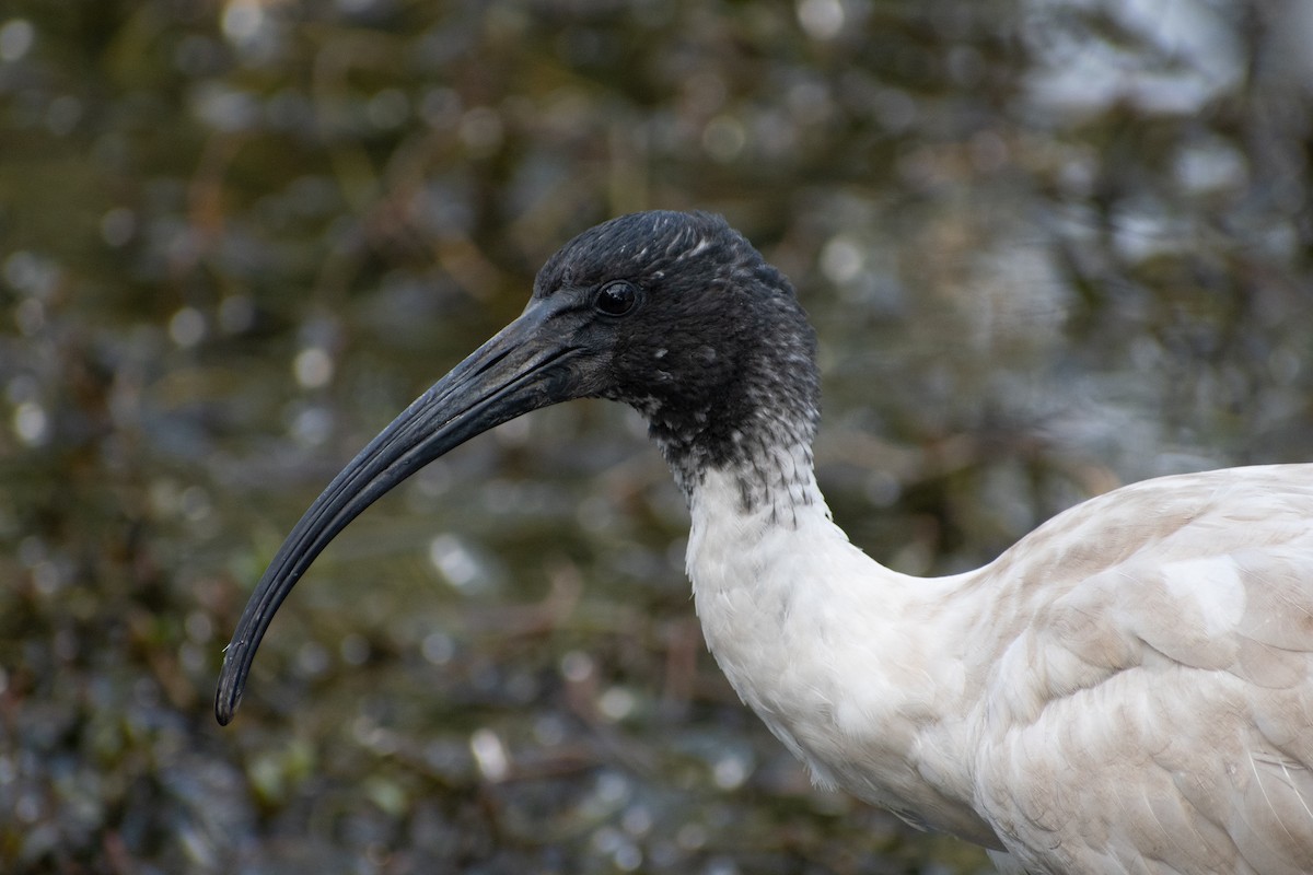 Australian Ibis - Ben Johnson