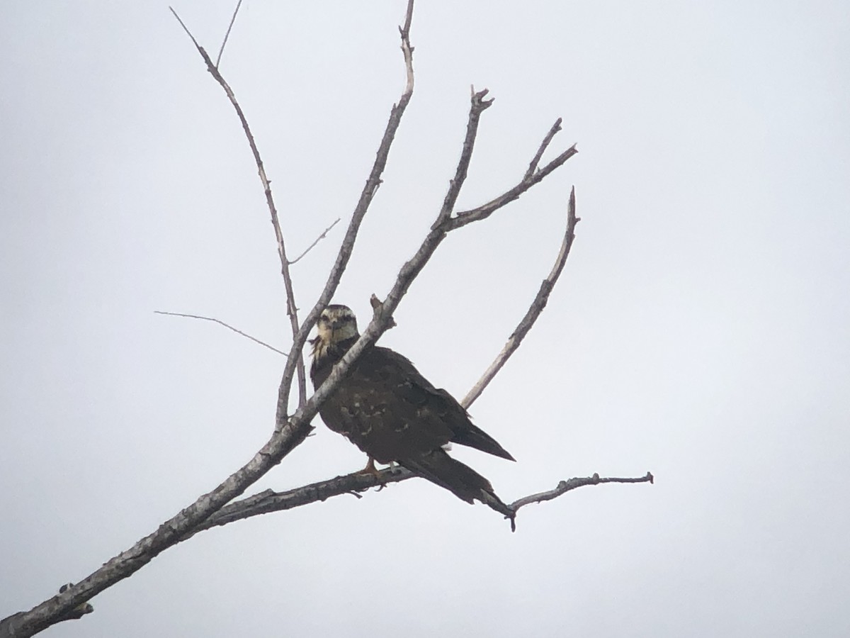 Schneckenbussard - ML473519011