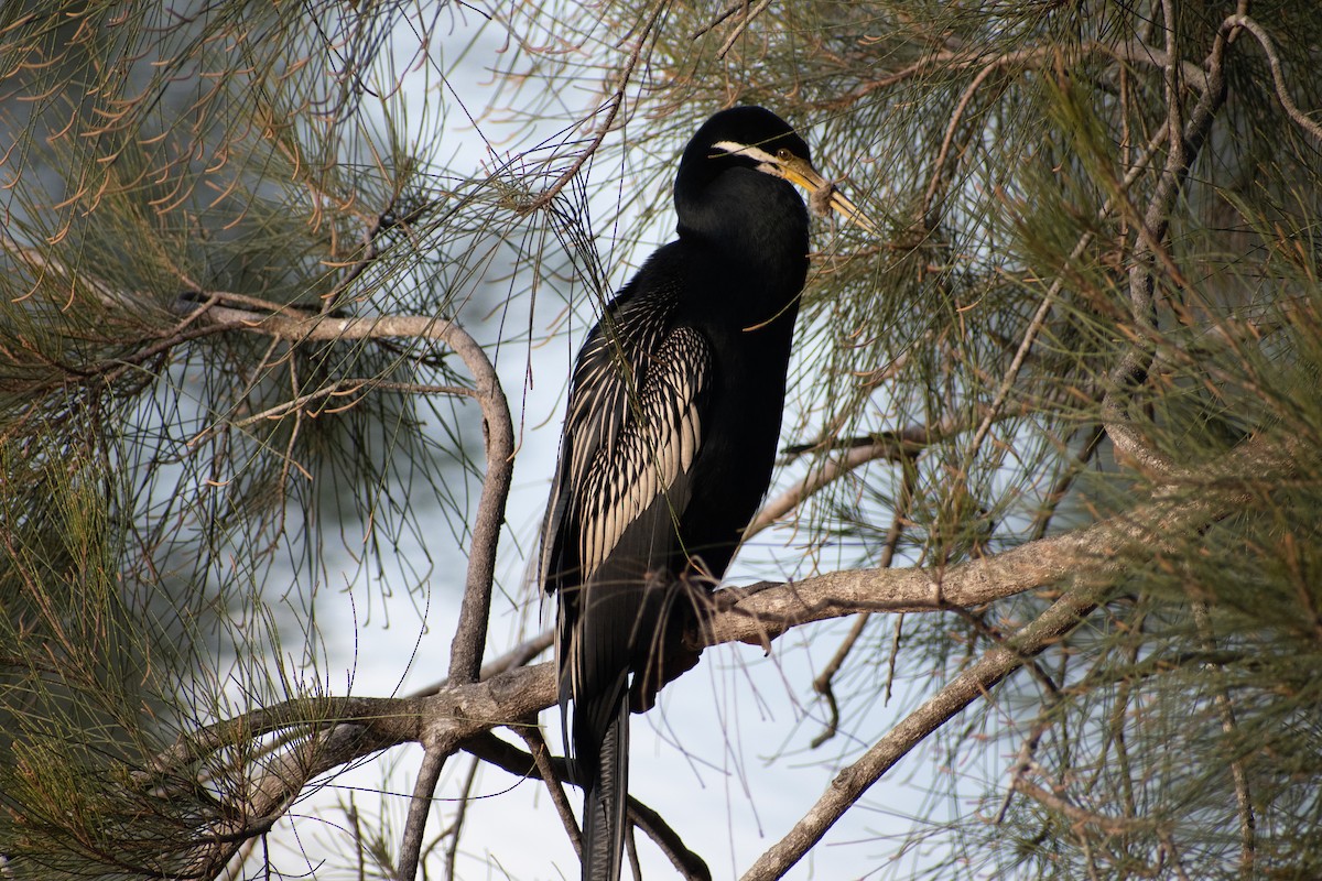 Austral-Schlangenhalsvogel - ML473519171