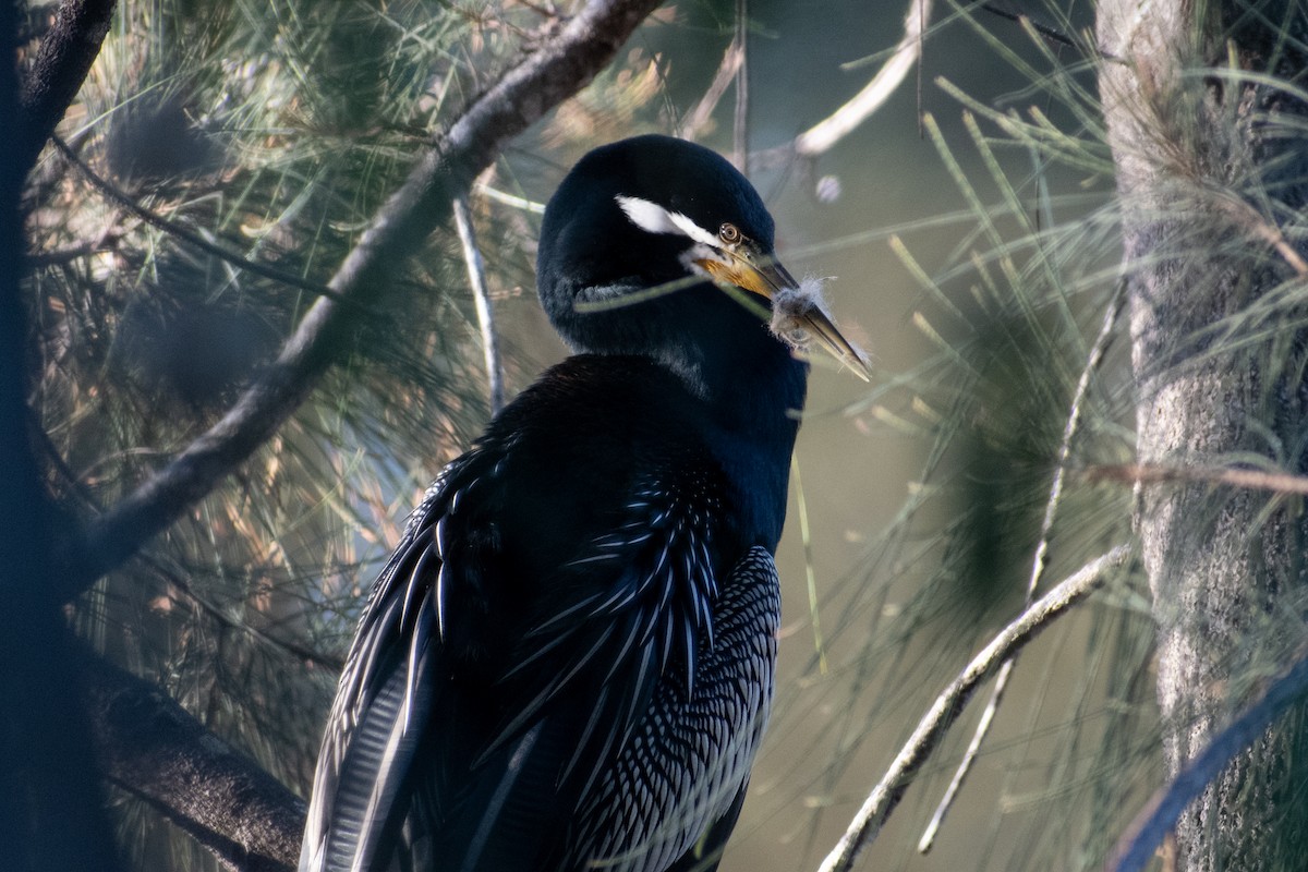 Australasian Darter - Ben Johnson