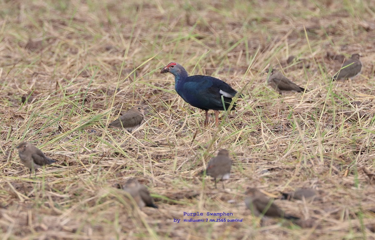 Gray-headed Swamphen - ML473519731