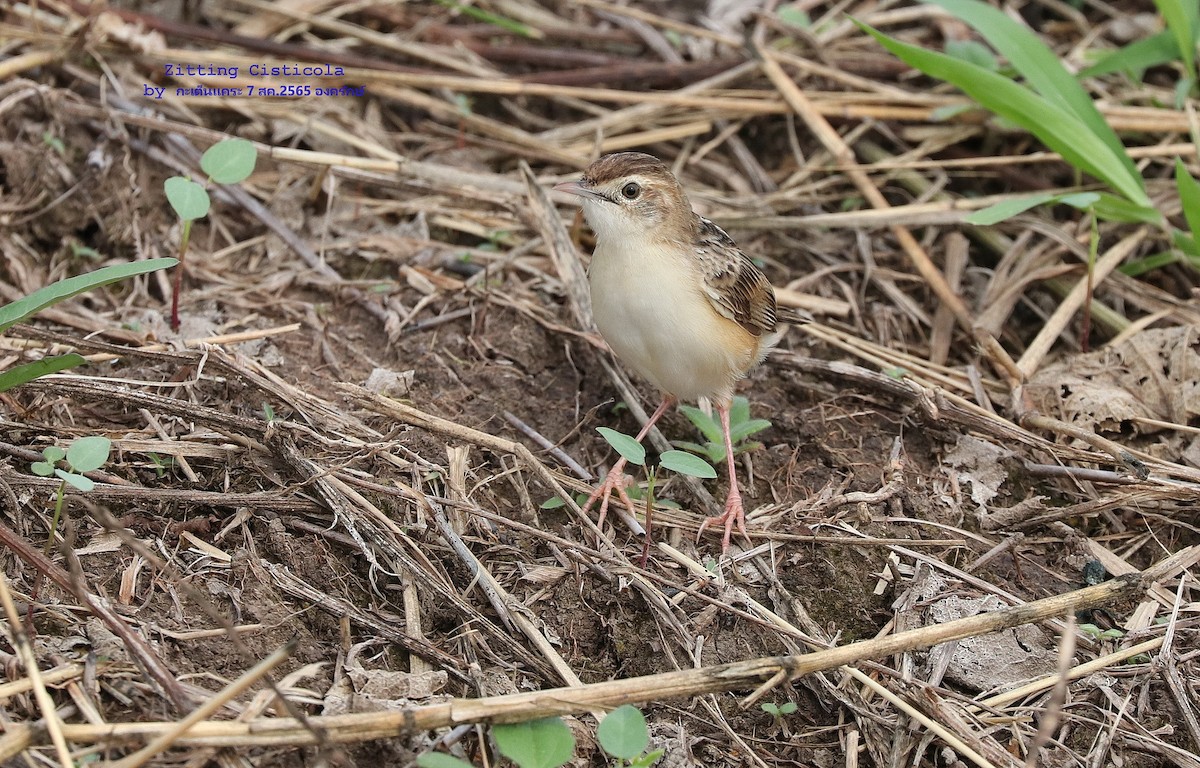 Zitting Cisticola - ML473519861