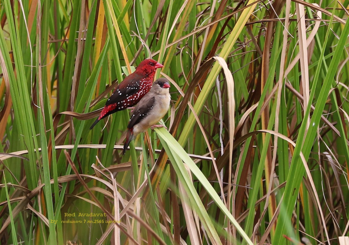 Red Avadavat - ML473519891