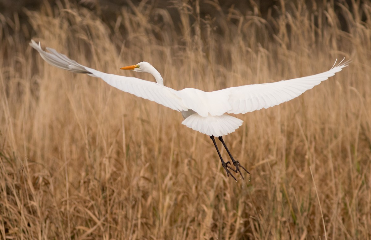 Great Egret - ML47352041