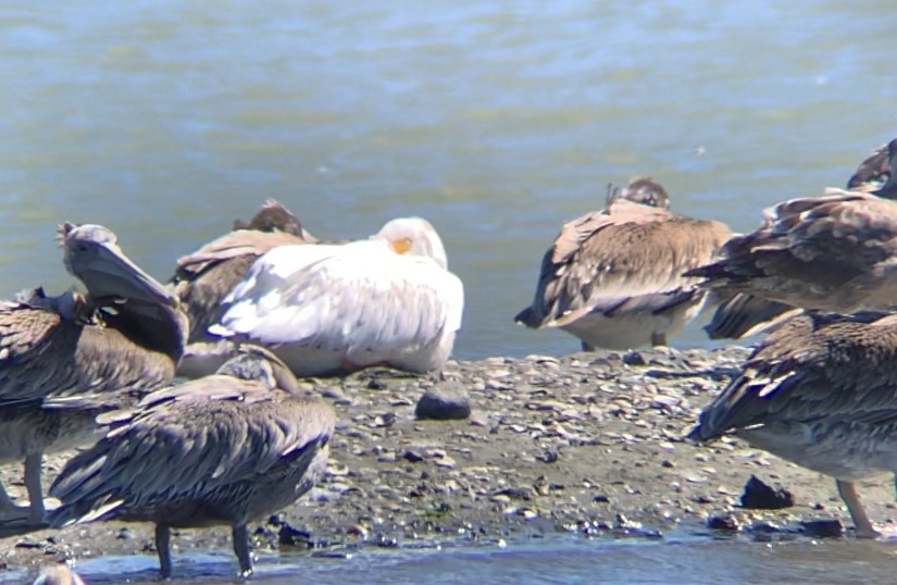 American White Pelican - ML473520601