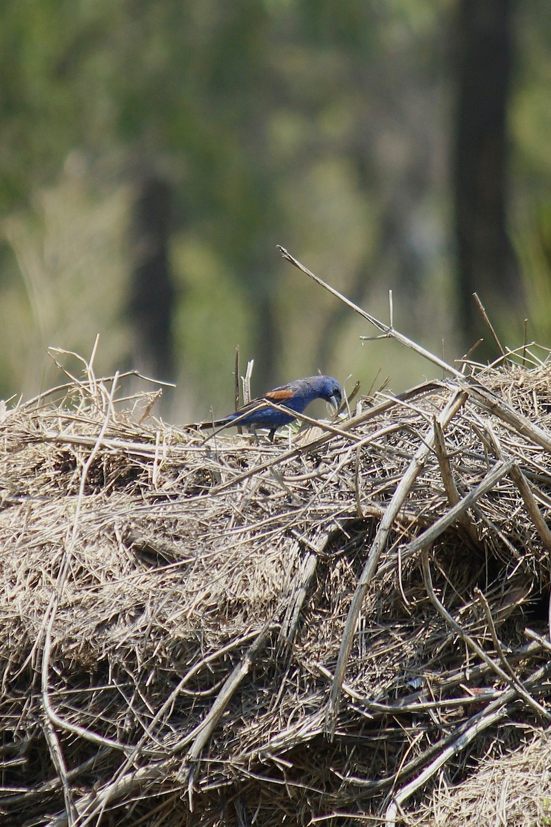 Blue Grosbeak - ML473521151