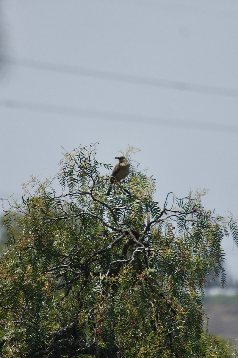 Curve-billed Thrasher - Aranza Escalante Vega