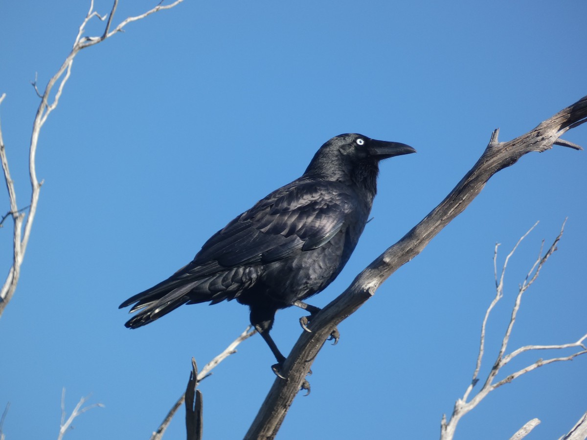 Forest Raven - ML473521721