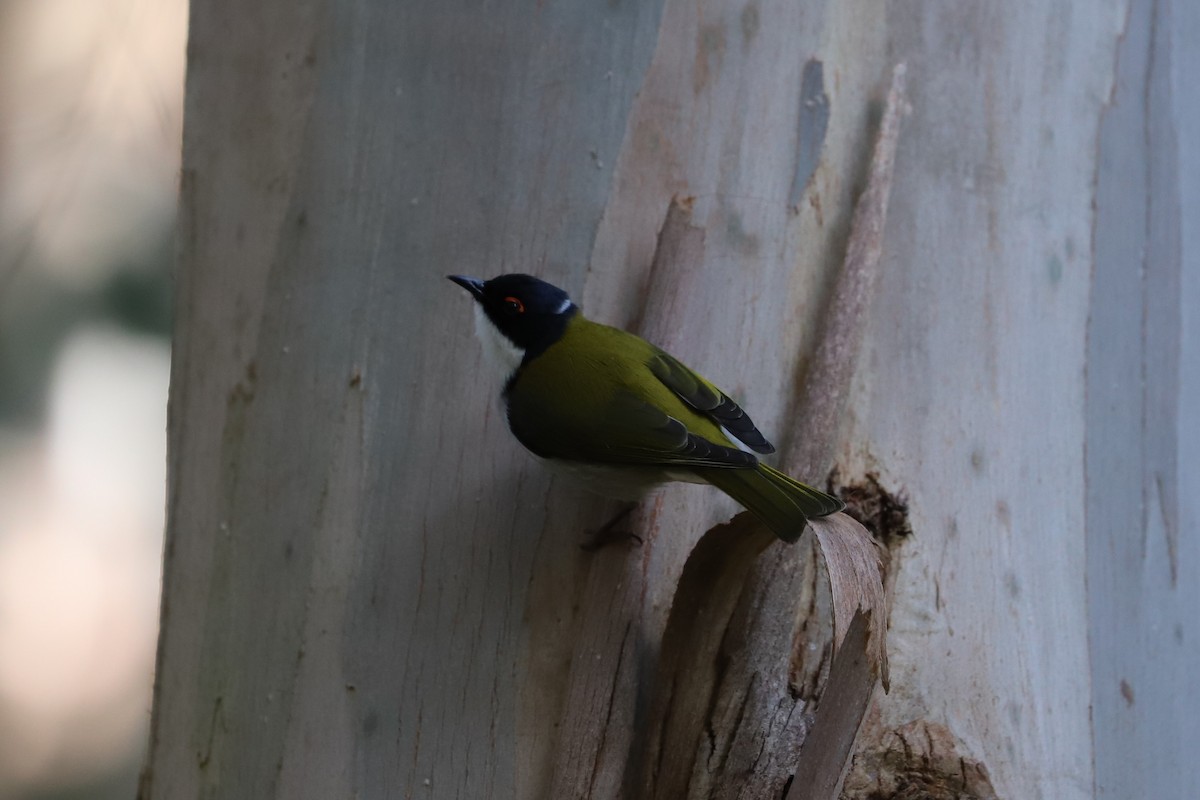 White-naped Honeyeater - ML473523121