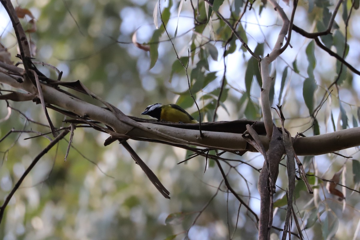 Eastern Shrike-tit - ML473523191