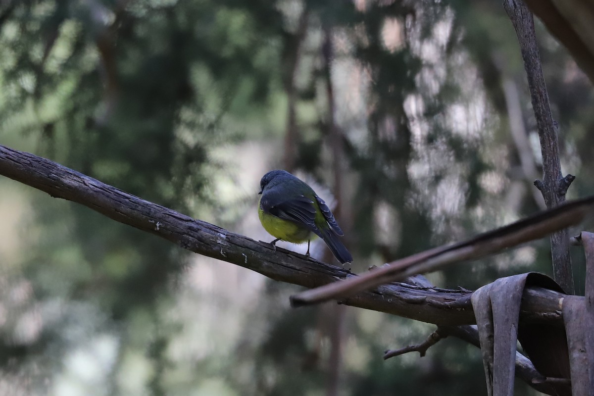 Eastern Yellow Robin - ML473523241