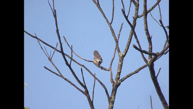 Common Woodshrike - ML473523741