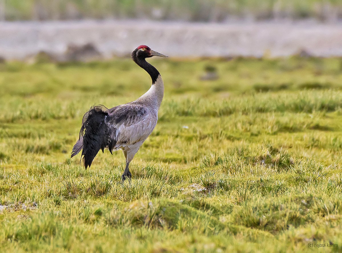 Black-necked Crane - ML473524081