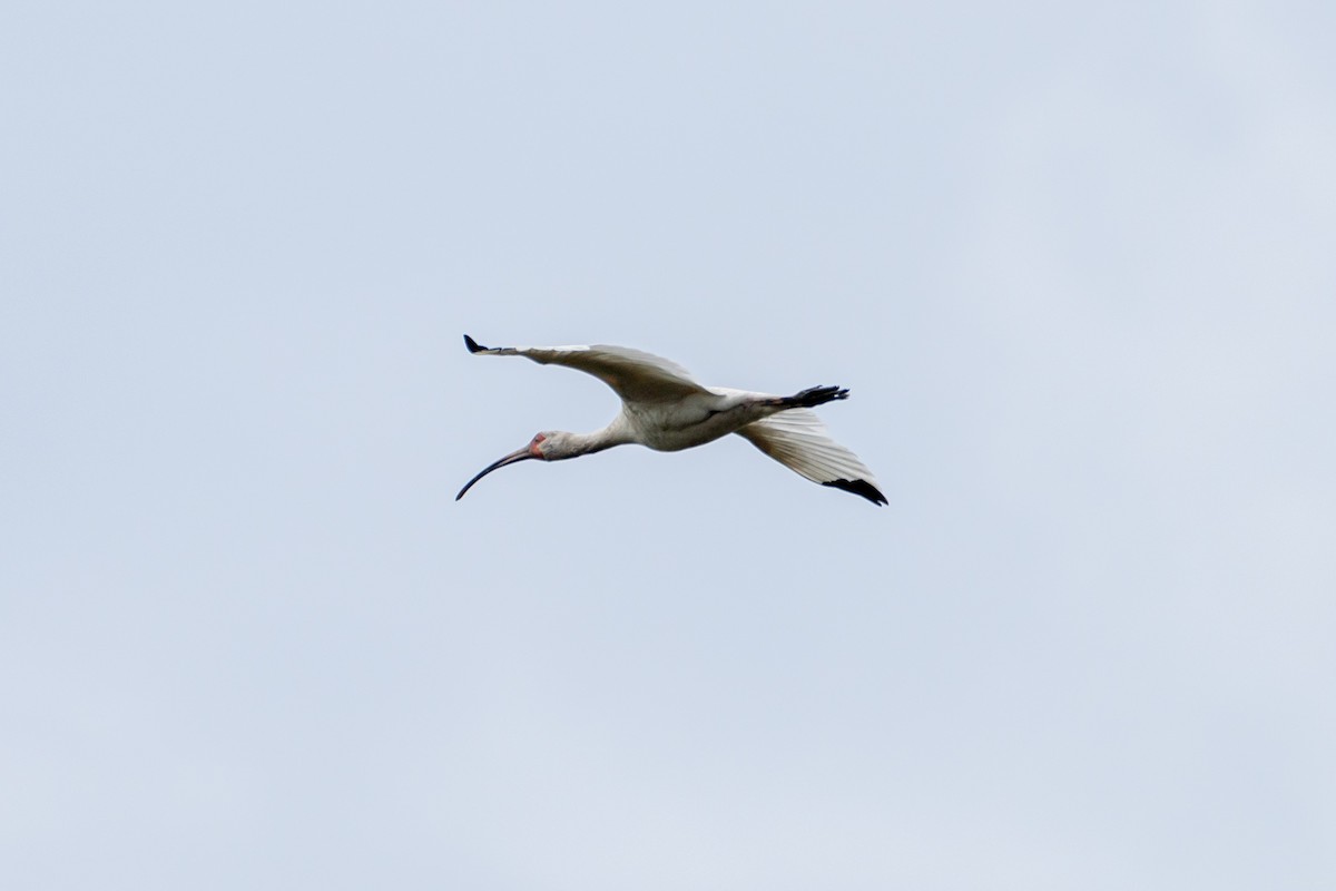 White Ibis - Breck Haining