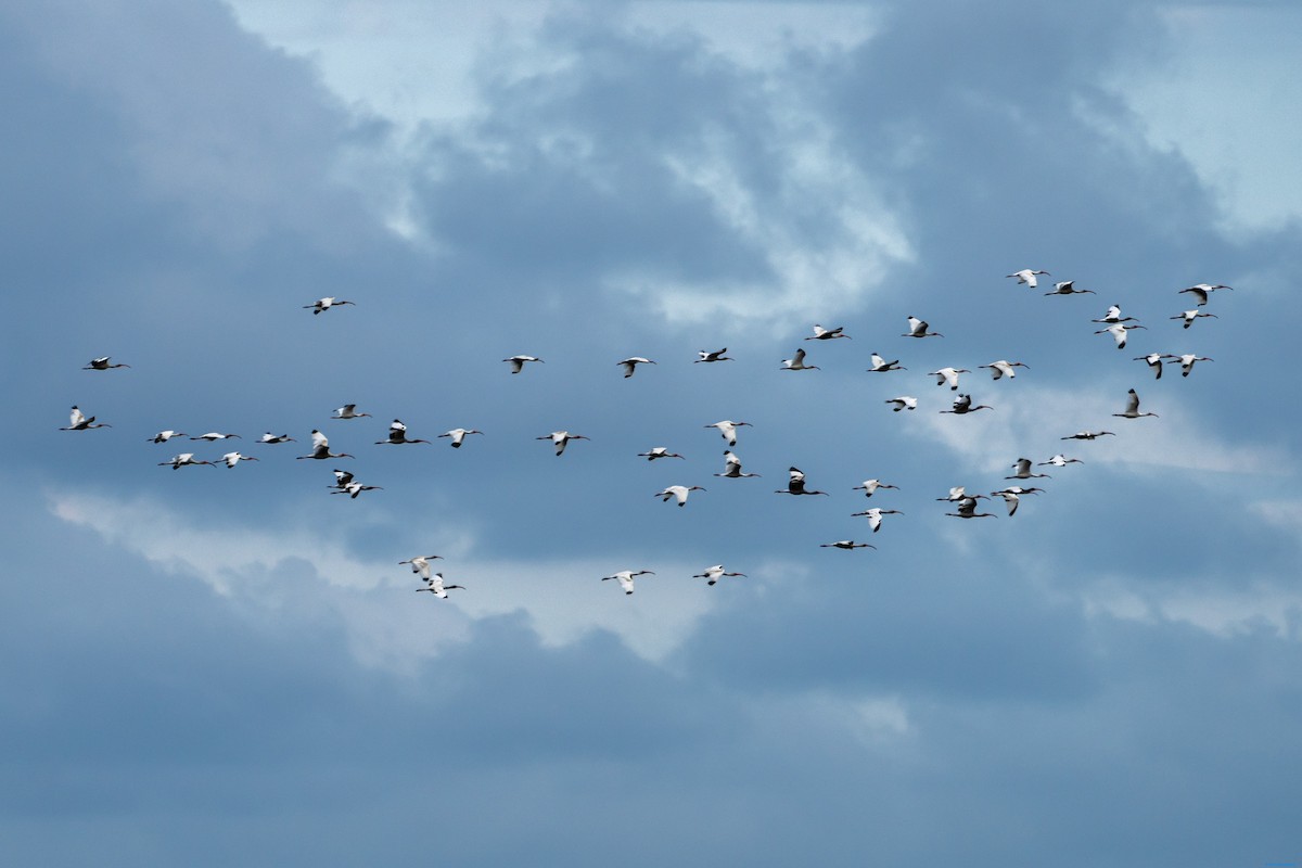 White Ibis - Breck Haining