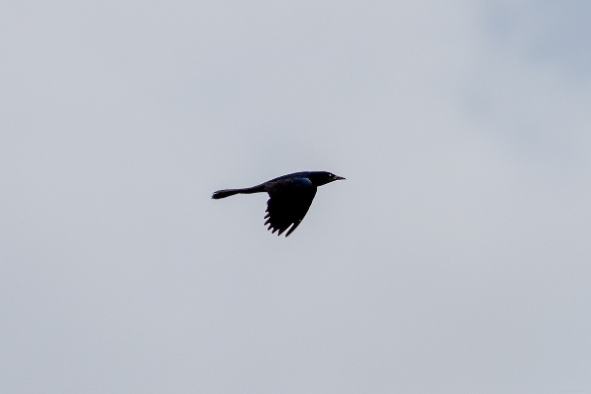 Boat-tailed Grackle - Breck Haining