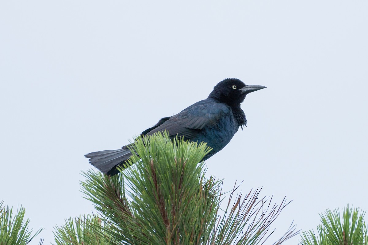 Boat-tailed Grackle - Breck Haining