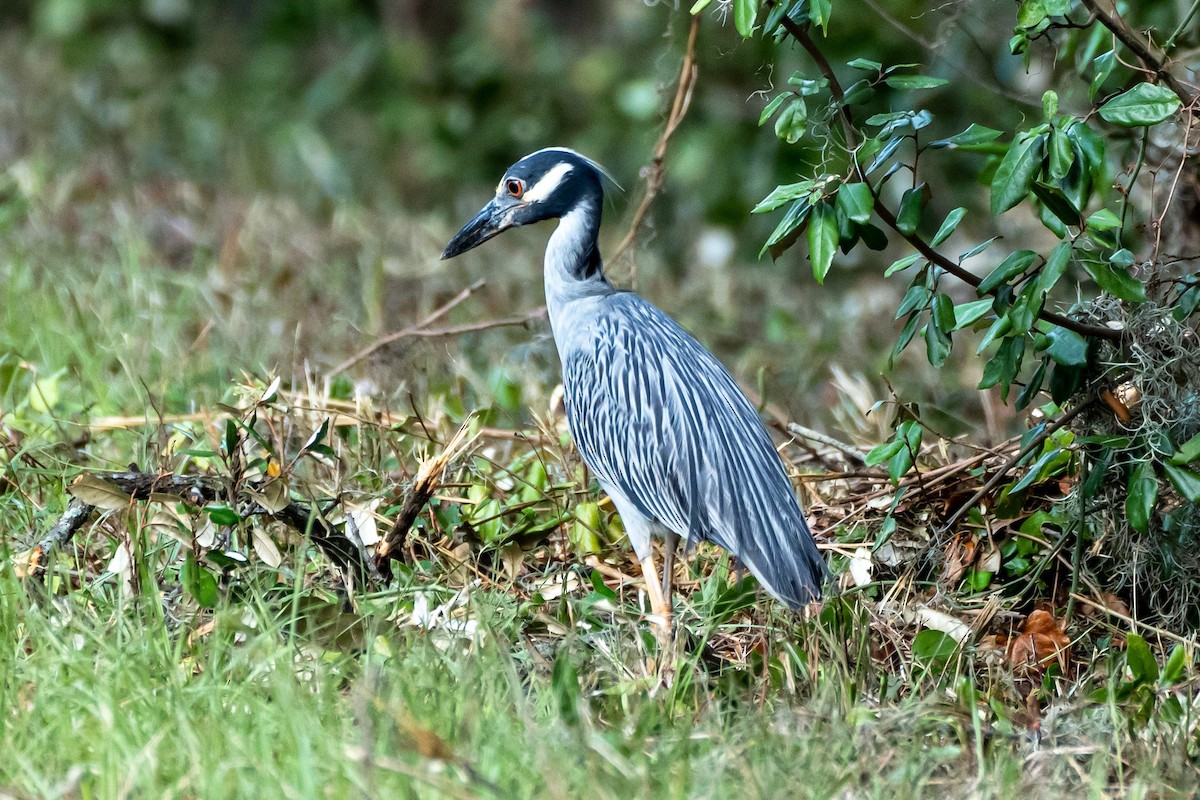 Yellow-crowned Night Heron - Breck Haining