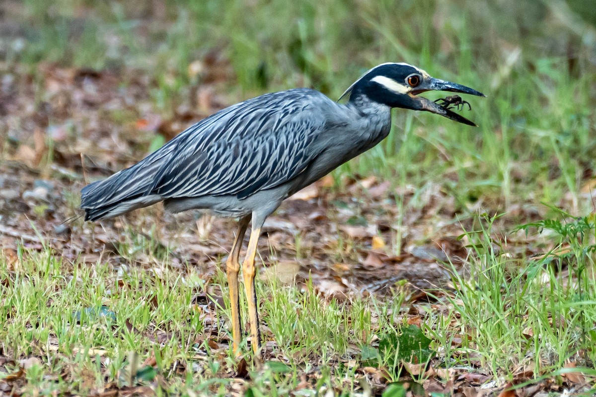 Yellow-crowned Night Heron - Breck Haining