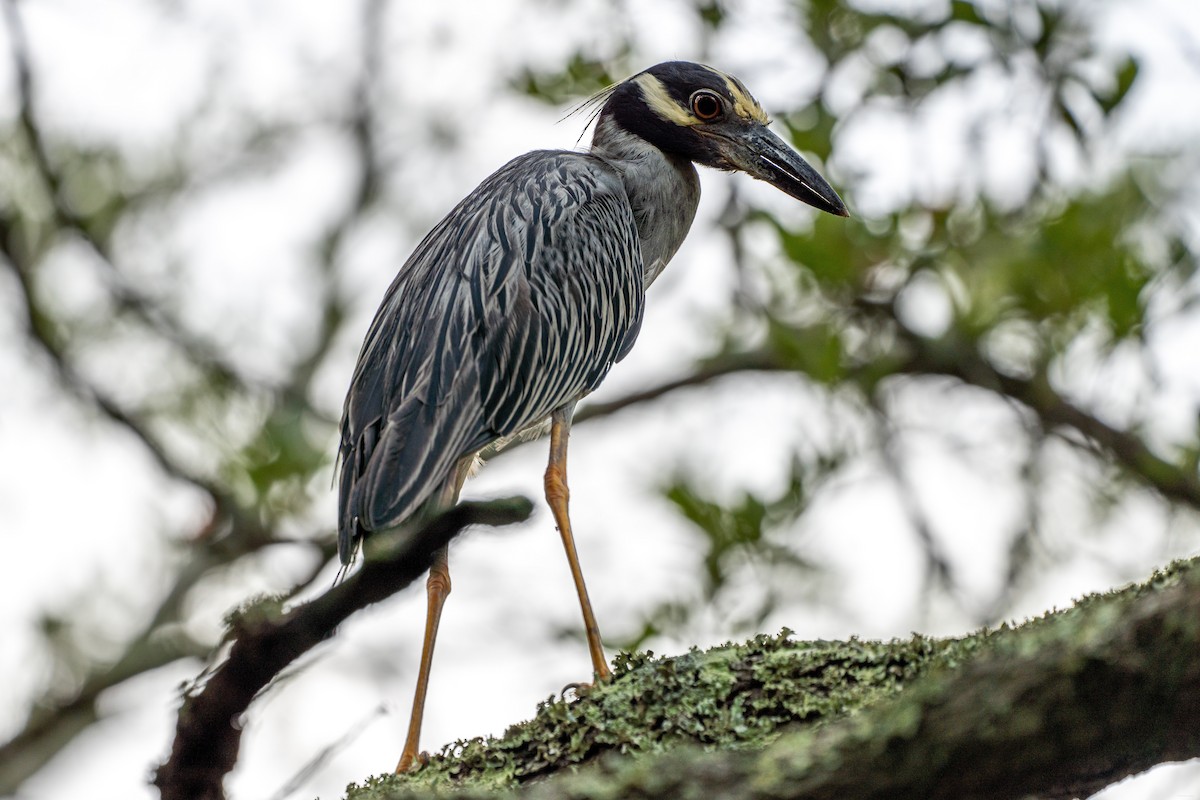 Yellow-crowned Night Heron - Breck Haining