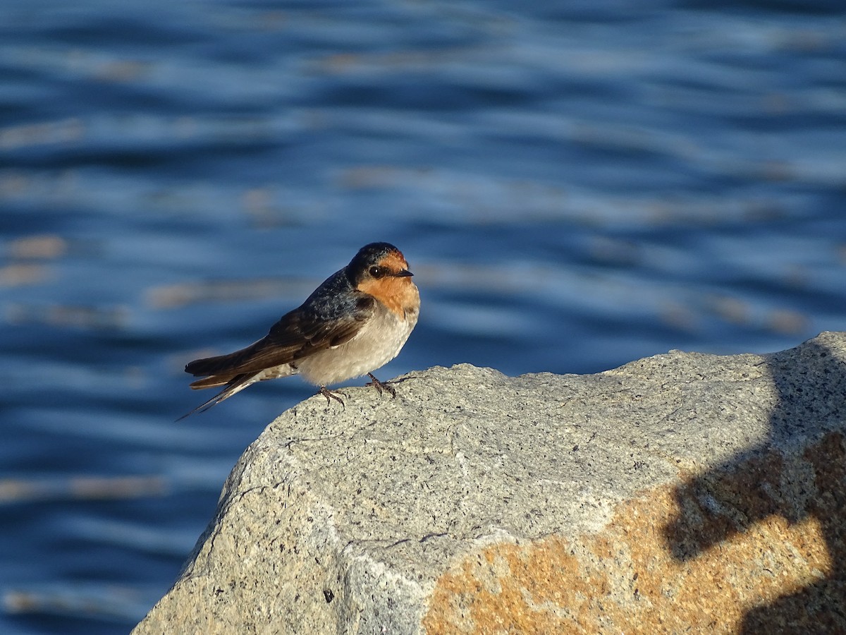 Welcome Swallow - ML473525441