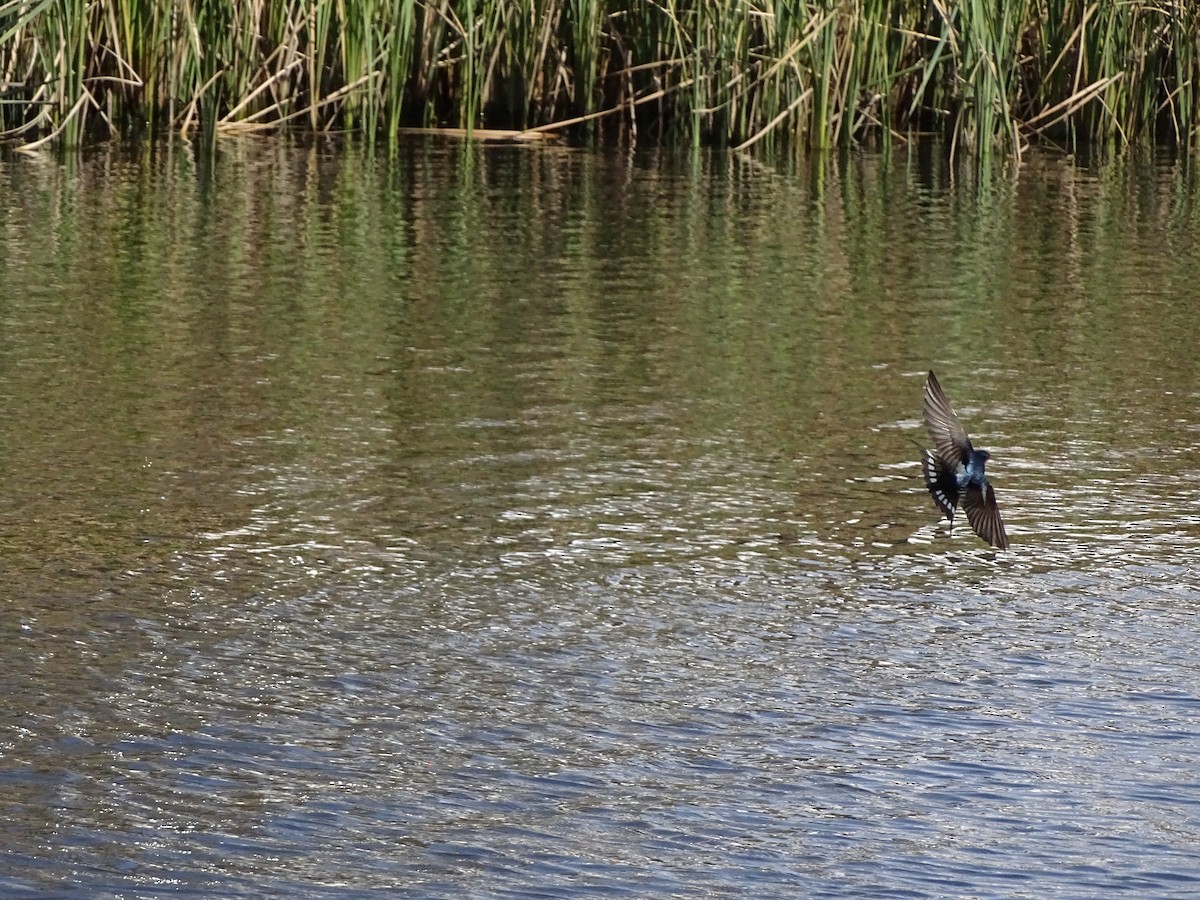 Welcome Swallow - ML473525451