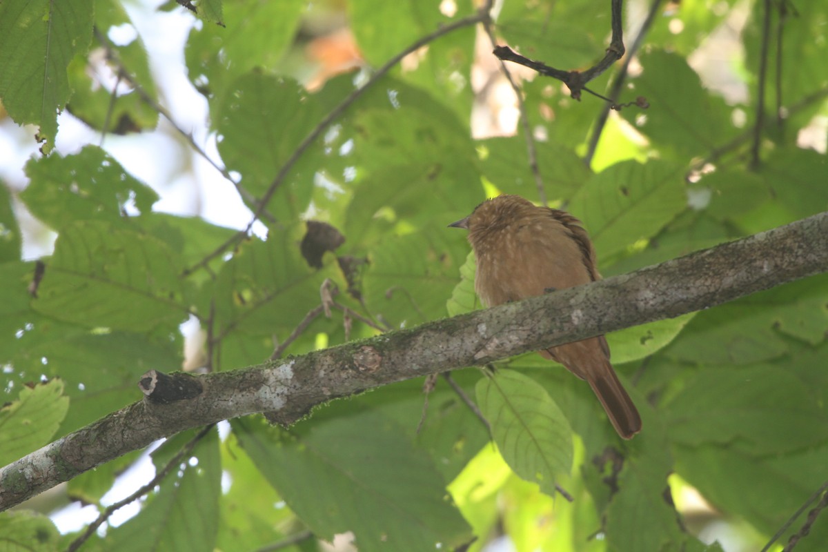 Rufous Piha - ML47352621