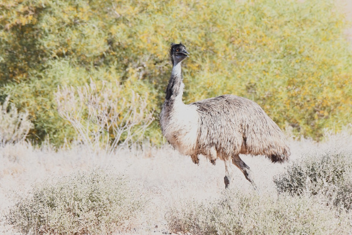 emu hnědý - ML473526631