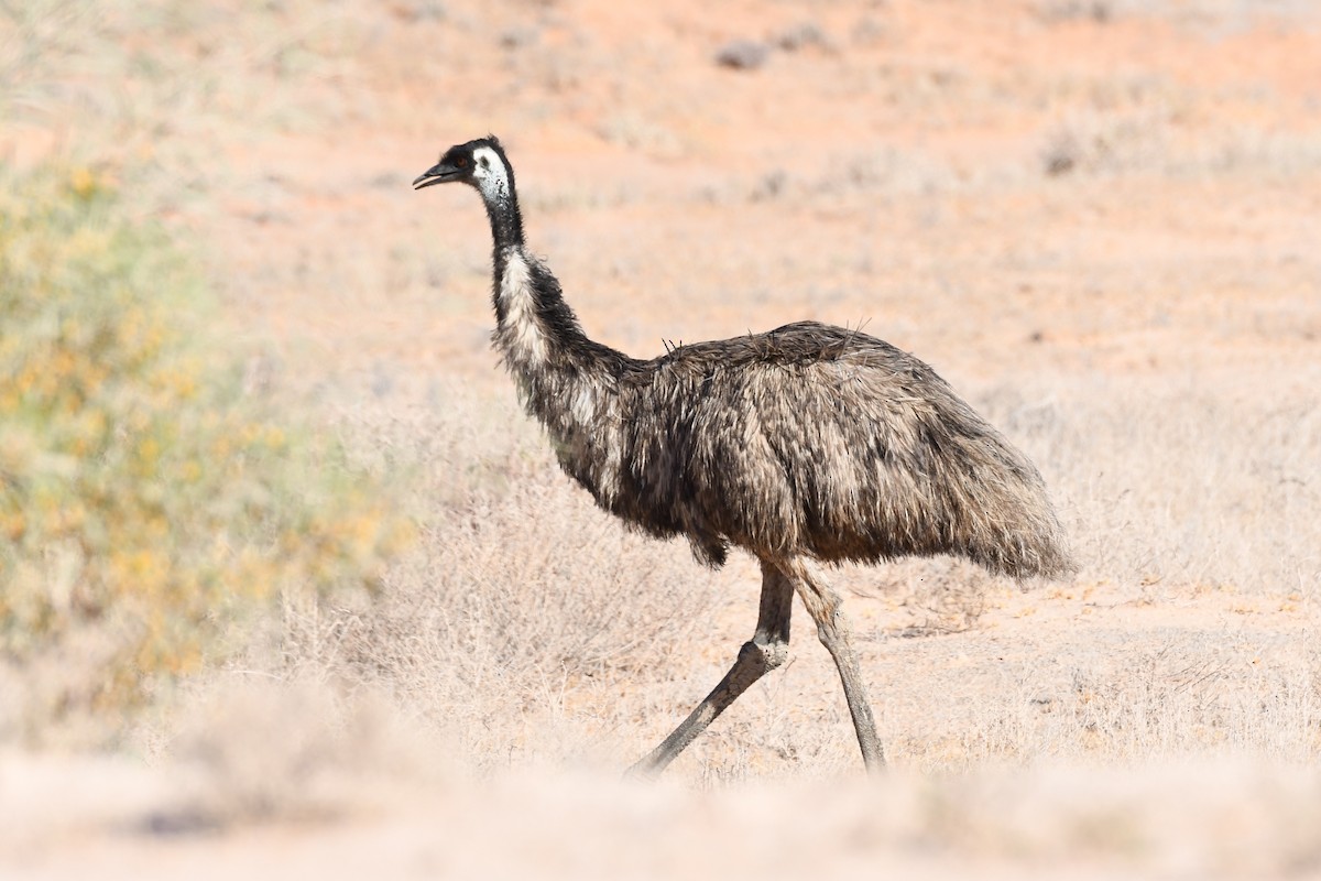 emu hnědý - ML473526641