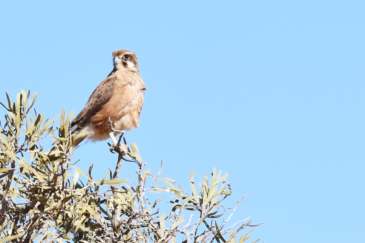 Brown Falcon - ML473526661