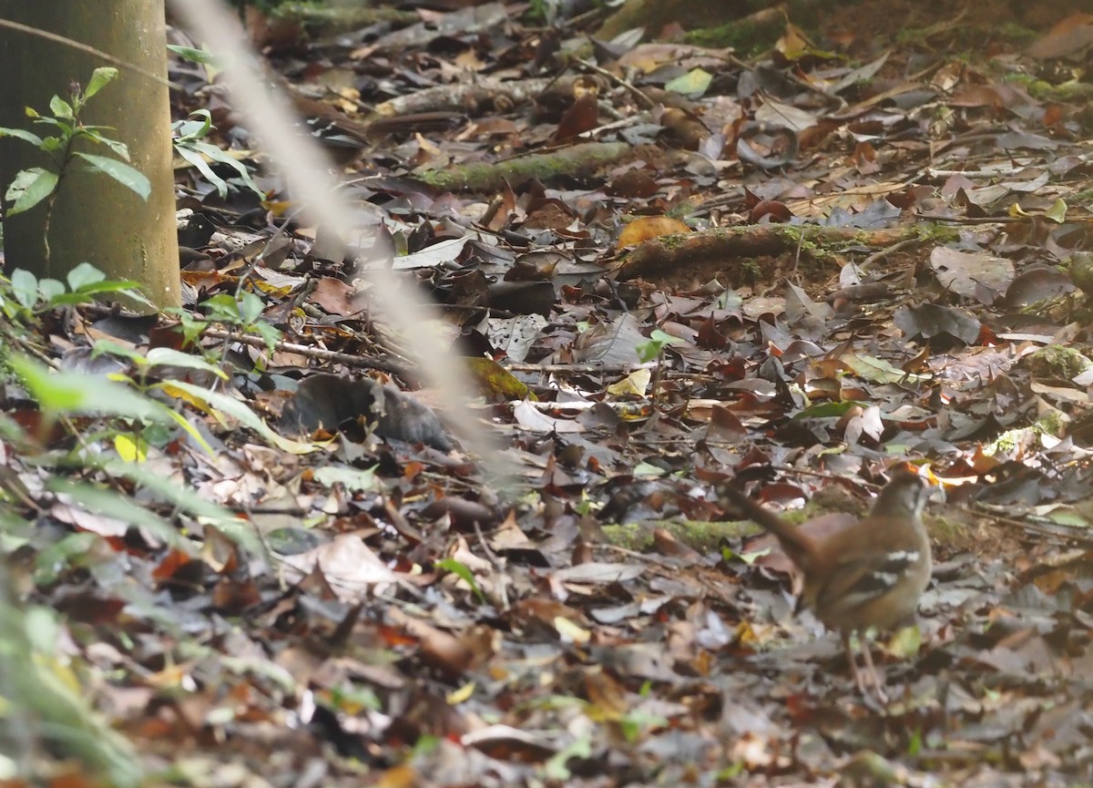 Papuan Scrub-Robin - ML473526931