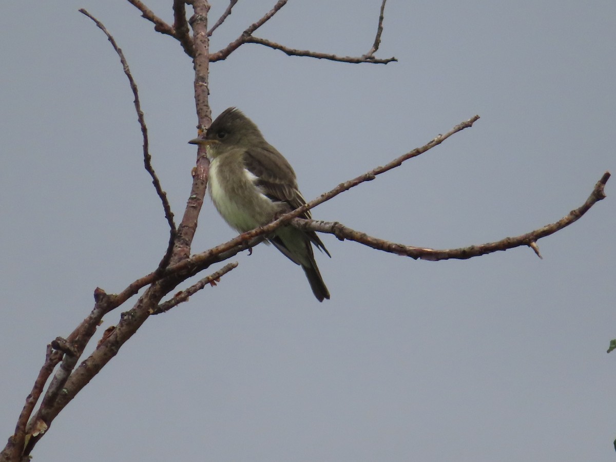 Olive-sided Flycatcher - ML473526981