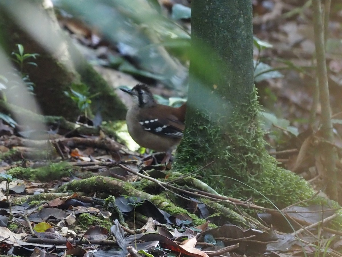 Papuan Scrub-Robin - ML473526991