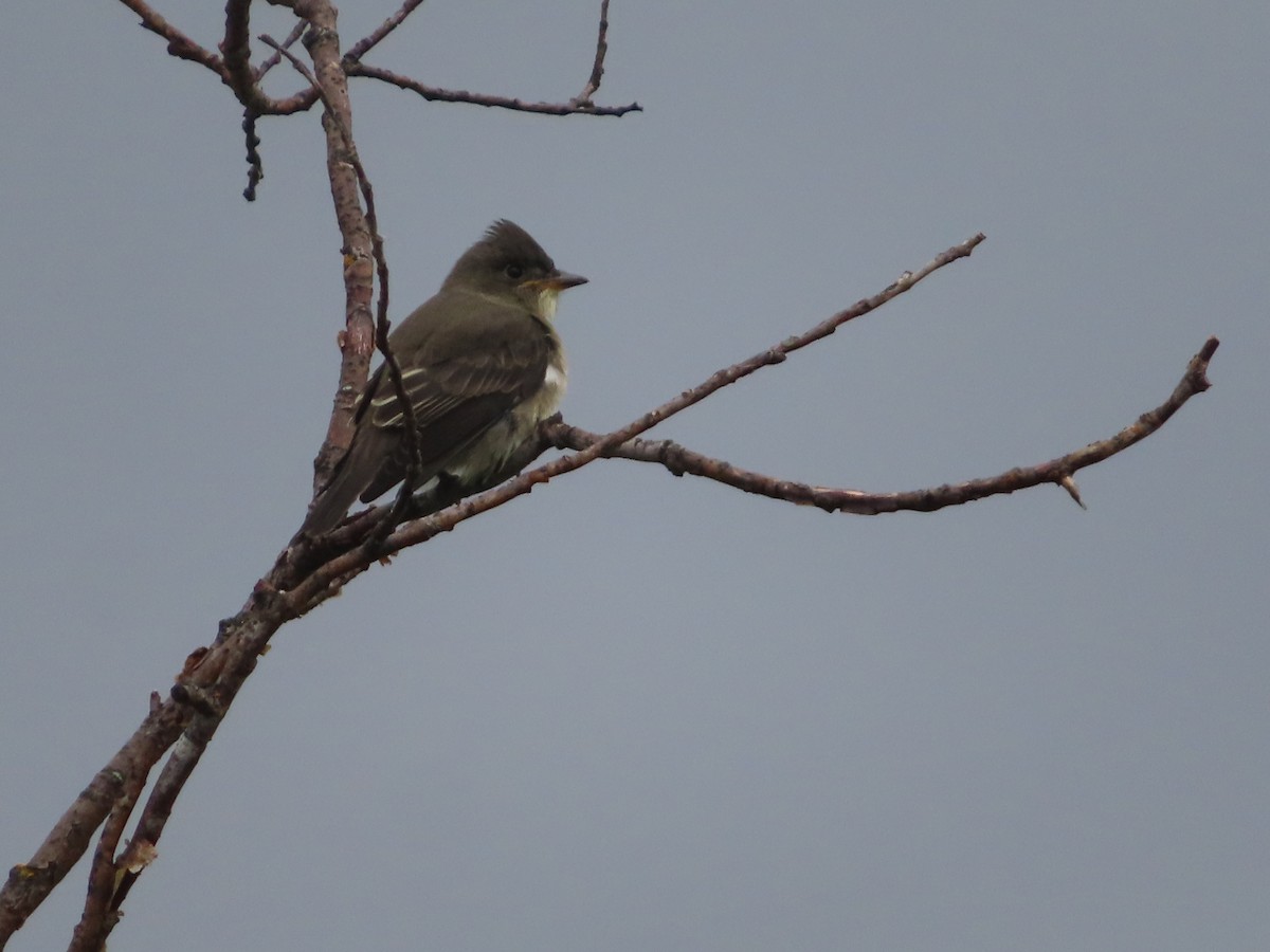 Olive-sided Flycatcher - Michelle Sopoliga