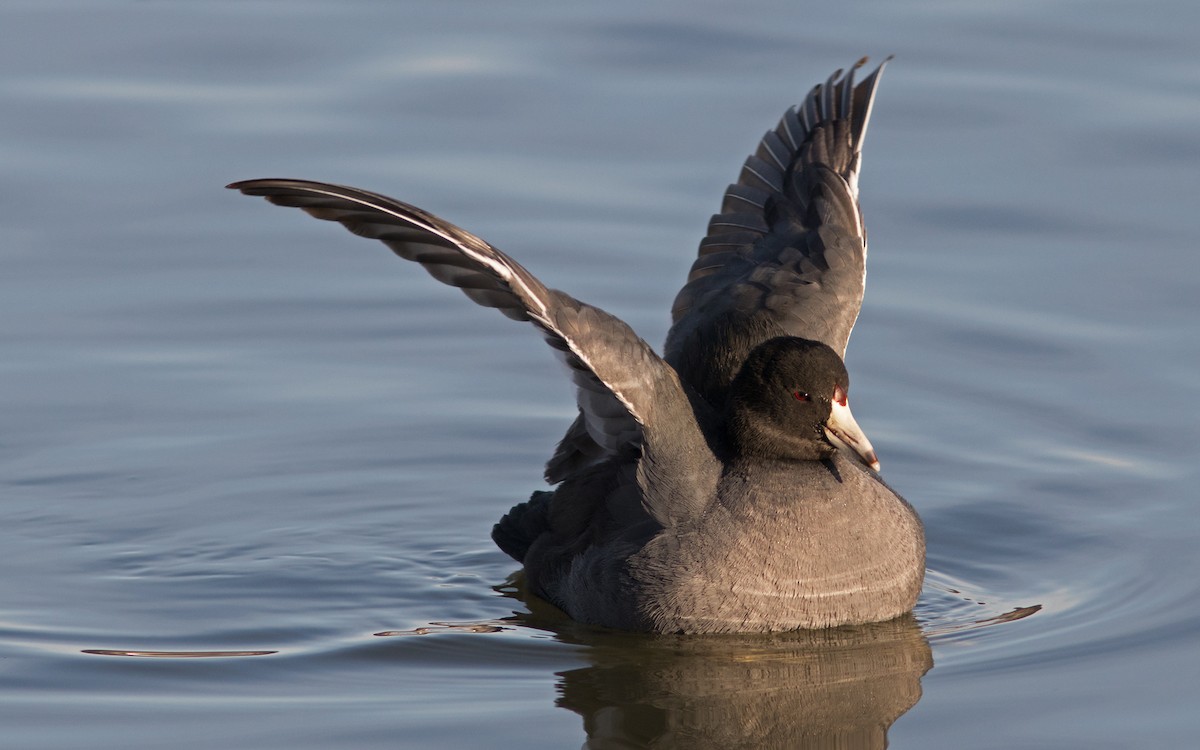 American Coot - ML47352751