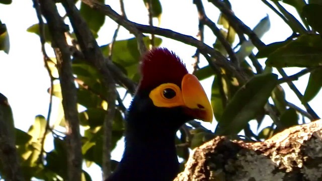 Ross's Turaco - ML473527611