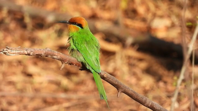 Böhm's Bee-eater - ML473527731