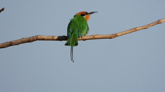 Böhm's Bee-eater - ML473527751