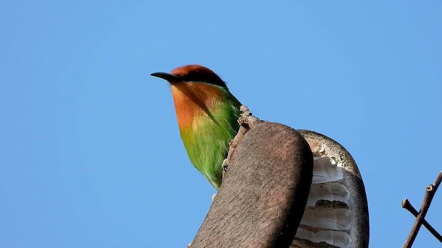 Böhm's Bee-eater - ML473527781