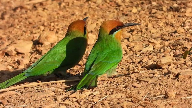 Böhm's Bee-eater - ML473527791