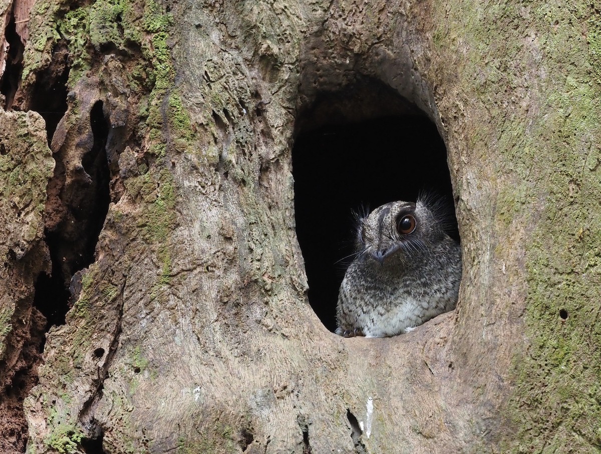 Barred Owlet-nightjar (Barred) - ML473527851