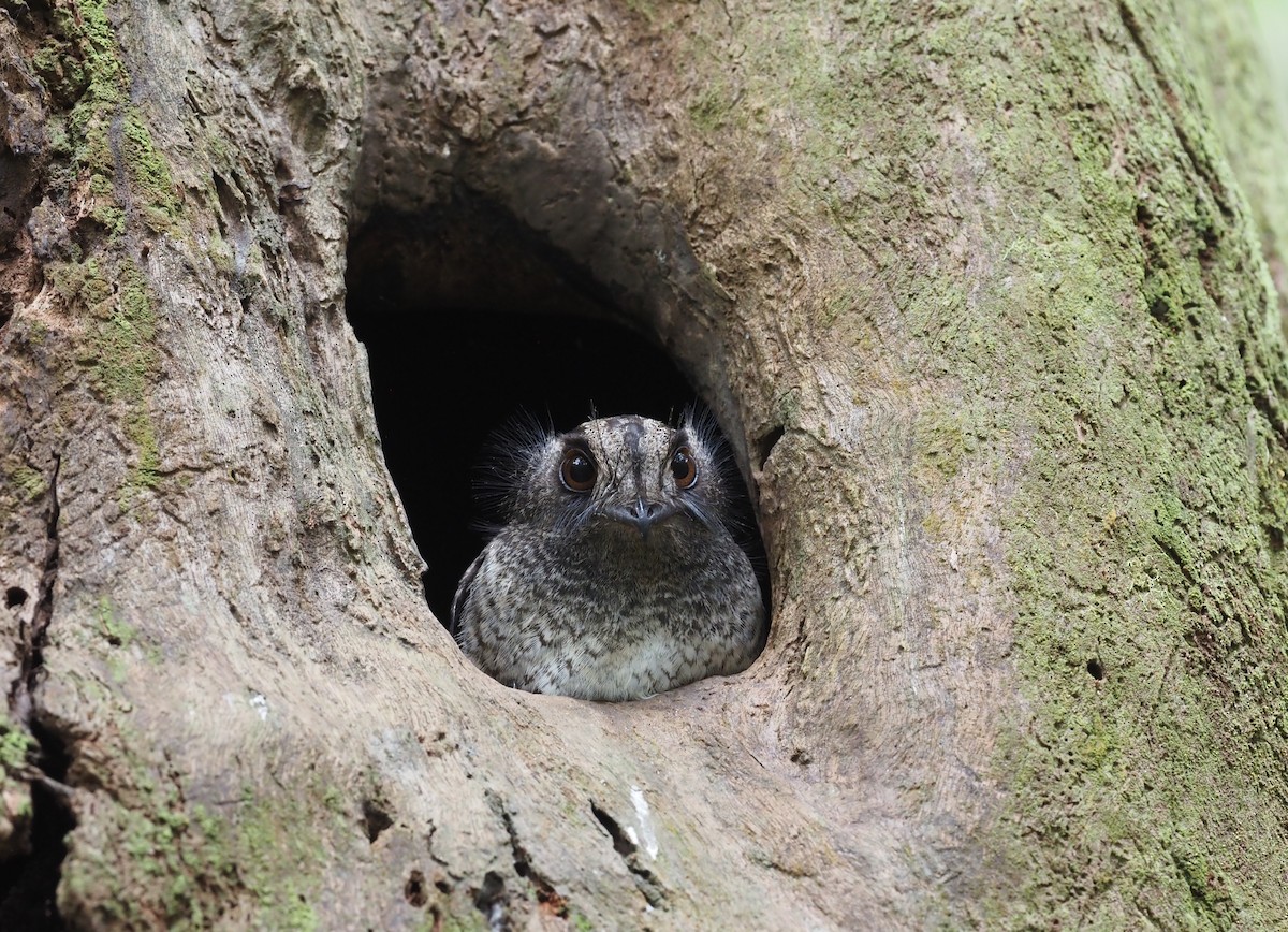 Barred Owlet-nightjar (Barred) - ML473528121